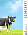 Holstein 134693882