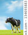 Holstein 134693883