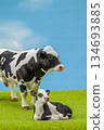 Holstein 134693885