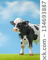 Holstein 134693887