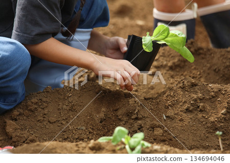 Girl planting vegetable seedlings Girl planting vegetable seedlings 134694046