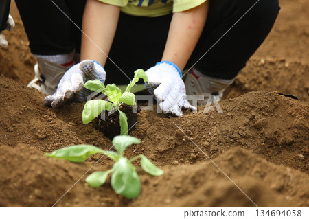 Girl planting vegetable seedlings 134694058