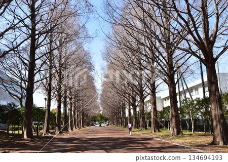 Metasequoia trees lined up in Hiratsuka Park, Kanagawa Prefecture 134694193