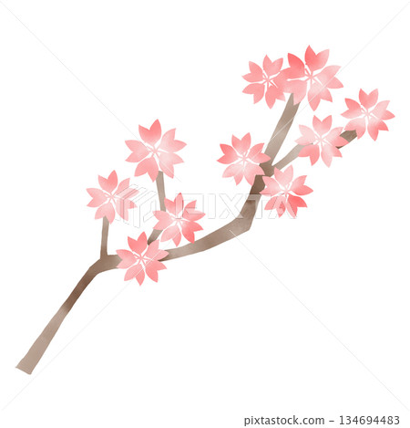 Watercolor illustration of a cherry blossom branch in full bloom - Cherry blossom viewing design material Watercolor illustration of a cherry blossom branch in full bloom - Cherry blossom viewing design material 134694483
