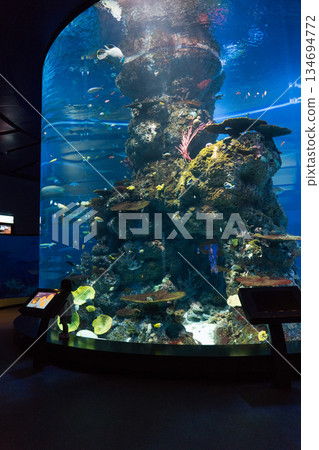 新加坡 水族館 魚 134694772