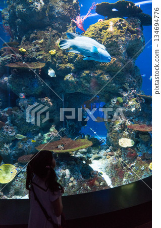 singapore, aquarium, fish 134694776