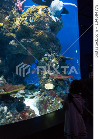 singapore, aquarium, fish 134694778