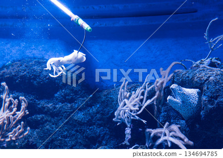 singapore, aquarium, fish 134694785