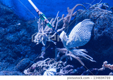 水族館 魚 珊瑚 134694789