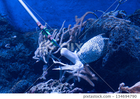水族館 魚 珊瑚 134694790
