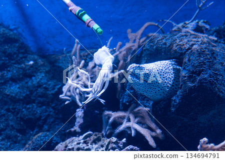 水族館 魚 珊瑚 134694791