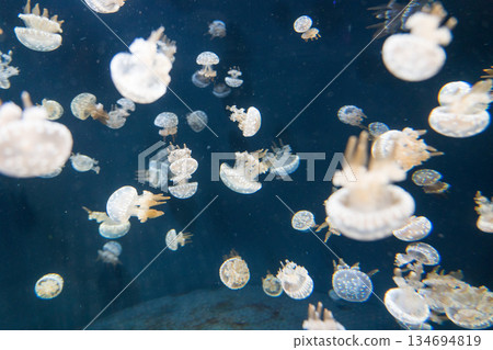 新加坡 水族館 魚 134694819