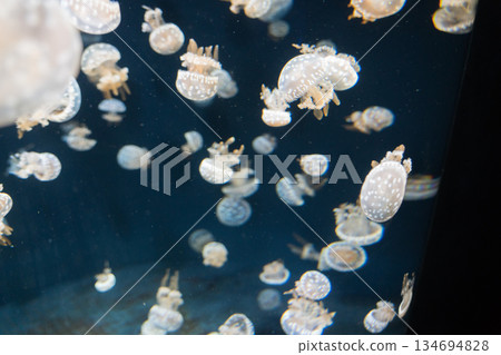 新加坡 水族館 魚 134694828