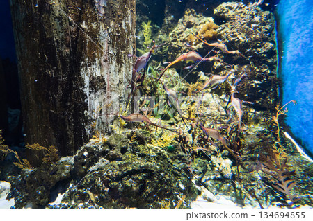新加坡 水族館 魚 134694855