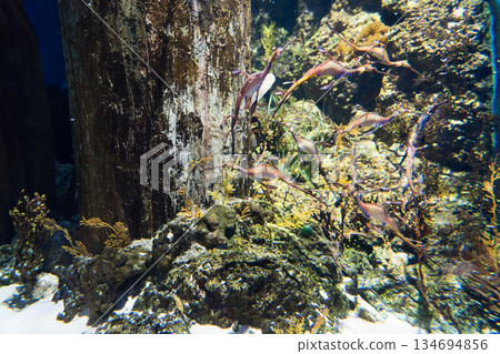 新加坡 水族館 魚 134694856
