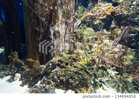 singapore, aquarium, fish 134694858