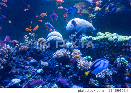 新加坡 水族館 魚 134694914
