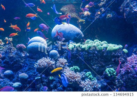 singapore, aquarium, fish 134694915
