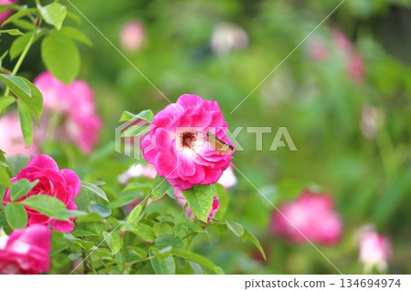 盛開的玫瑰和弄蝶 134694974