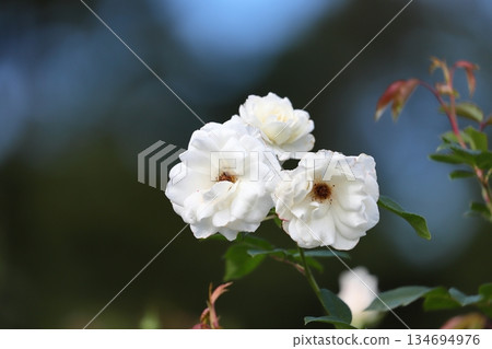 Roses in full bloom 134694976