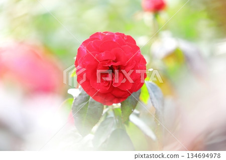 Roses in full bloom Roses in full bloom 134694978