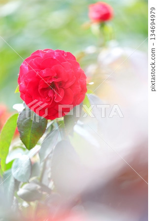 Roses in full bloom, vertical position 134694979