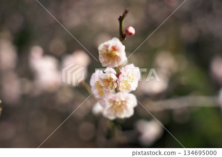 Plum blossom Plum blossom 134695000
