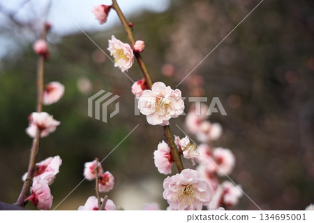 Plum blossom Plum blossom 134695001