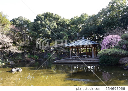 神奈川縣平塚市公園的日式庭園和盛開的垂枝梅花 神奈川縣平塚市公園的日式庭園和盛開的垂枝梅花 134695066