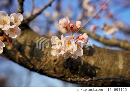 櫻花 134695123
