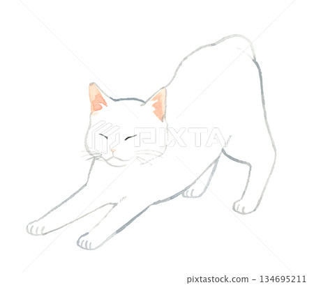 伸展身體的白貓 - 手繪水彩寵物和動物插圖 伸展身體的白貓 - 手繪水彩寵物和動物插圖 134695211