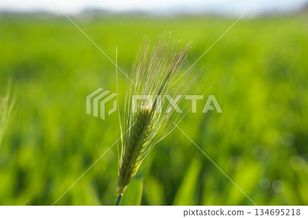 Wheat leaves of barley 134695218