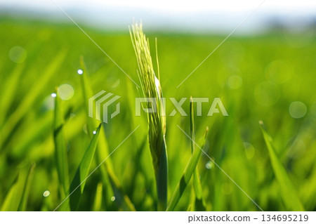 Wheat leaves of barley 134695219