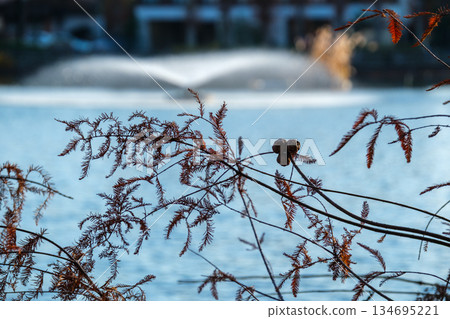 水邊噴泉 水邊噴泉 134695221