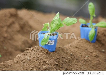 Vegetable seedlings swaying in the wind Vegetable seedlings swaying in the wind 134695243