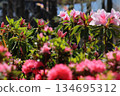 Azaleas in full bloom bathed in the sunlight of a Golden Week day 134695312