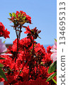 Azaleas blooming in bright red against the blue sky of early summer, perfect for a picnic. 134695313