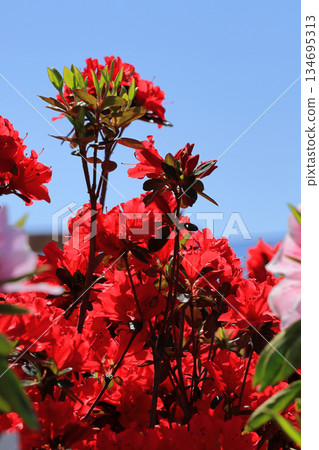 Azaleas blooming in bright red against the blue sky of early summer, perfect for a picnic. Azaleas blooming in bright red against the blue sky of early summer, perfect for a picnic. 134695313
