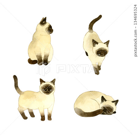 一組可愛的暹羅貓。手繪水彩寵物和動物插畫。 134695324