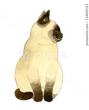 坐著的暹羅貓 - 手繪水彩寵物和動物插畫 134695325
