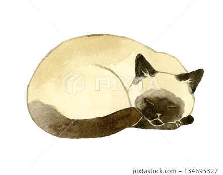 一隻暹羅貓蜷縮著睡覺－手繪水彩寵物或動物插圖 134695327