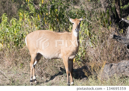 雌性藍牛 134695359