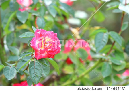 Roses in full bloom 134695481
