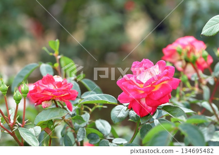 Roses in full bloom 134695482