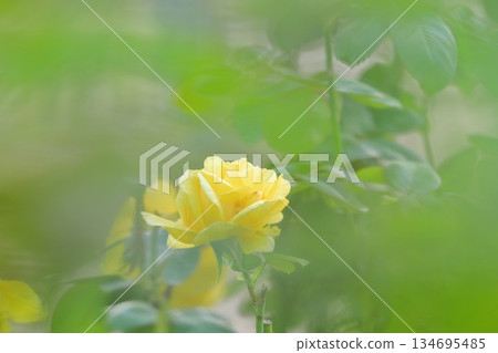 Roses in full bloom Roses in full bloom 134695485