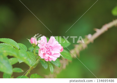 Roses in full bloom 134695486