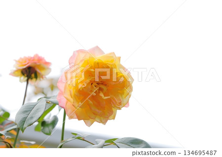 Roses in full bloom 134695487
