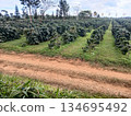 Unpaved road and Robusta coffee tree plant plantation on farm, Green foliage in the garden at Paksong, Laos 134695492