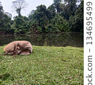 Sambar deer lying and resting on grass in tropical forest at Khao Yai National Park, Brown fur mammal and hoofed animal in World Heritage site with black water of swamp and green tree, Thailand 134695499