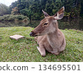 Sambar deer lying and resting on grass in tropical forest at Khao Yai National Park, Brown fur mammal and hoofed animal in World Heritage site with black water of swamp and green tree, Thailand 134695501